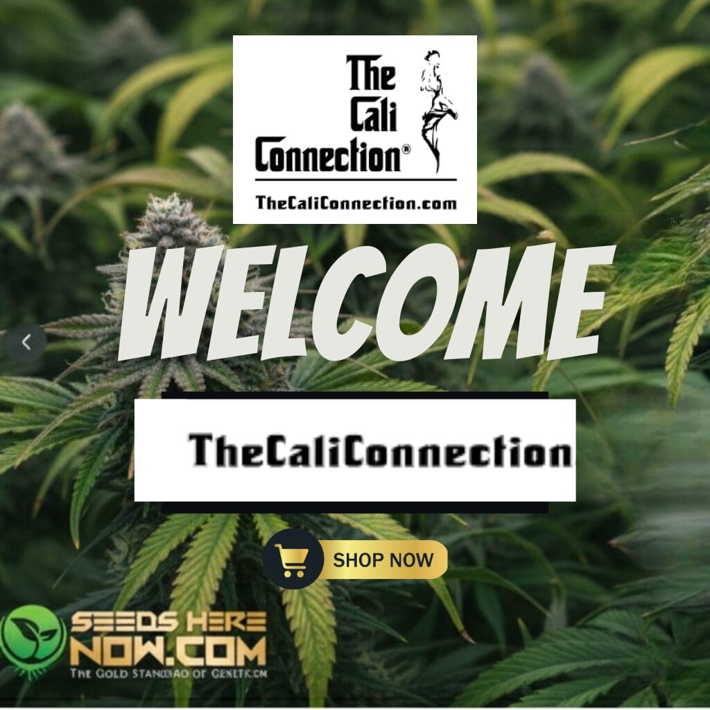 Autoflower Seeds Promotion