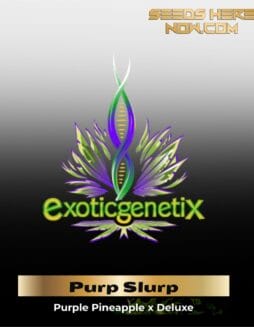 Purp Slurp (Feminized) (space) Exotic Genetix