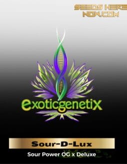Sour(space)D(space)Lux (Feminized) (space) Exotic Genetix