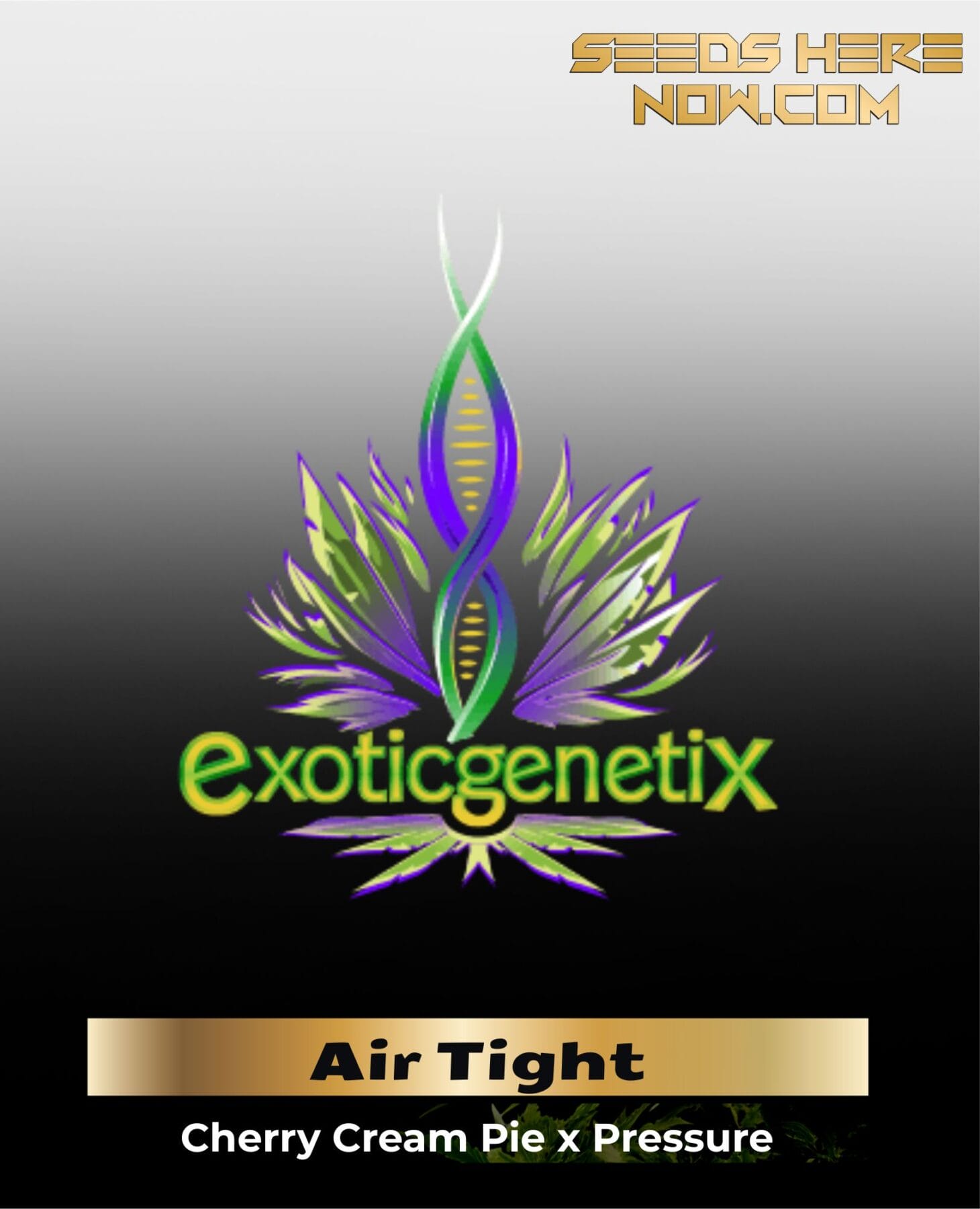 Air Tight (Feminized) - Exotic Genetix
