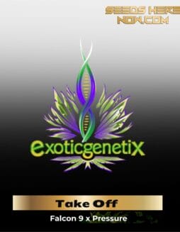 Take Off (Feminized) (space) Exotic Genetix
