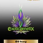 DJ Icey (Feminized) - Exotic Genetix