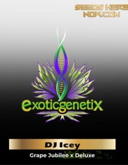 DJ Icey (Feminized) (space) Exotic Genetix