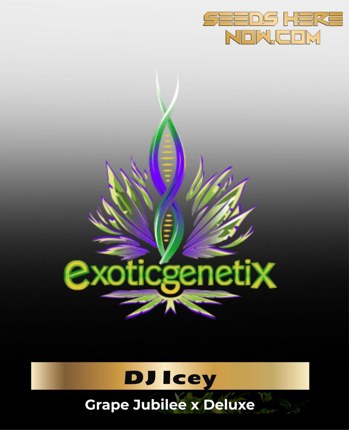 DJ Icey (Feminized) - Exotic Genetix