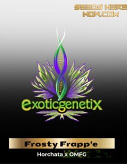 Frosty Frapp'e (Feminized) (space) Exotic Genetix