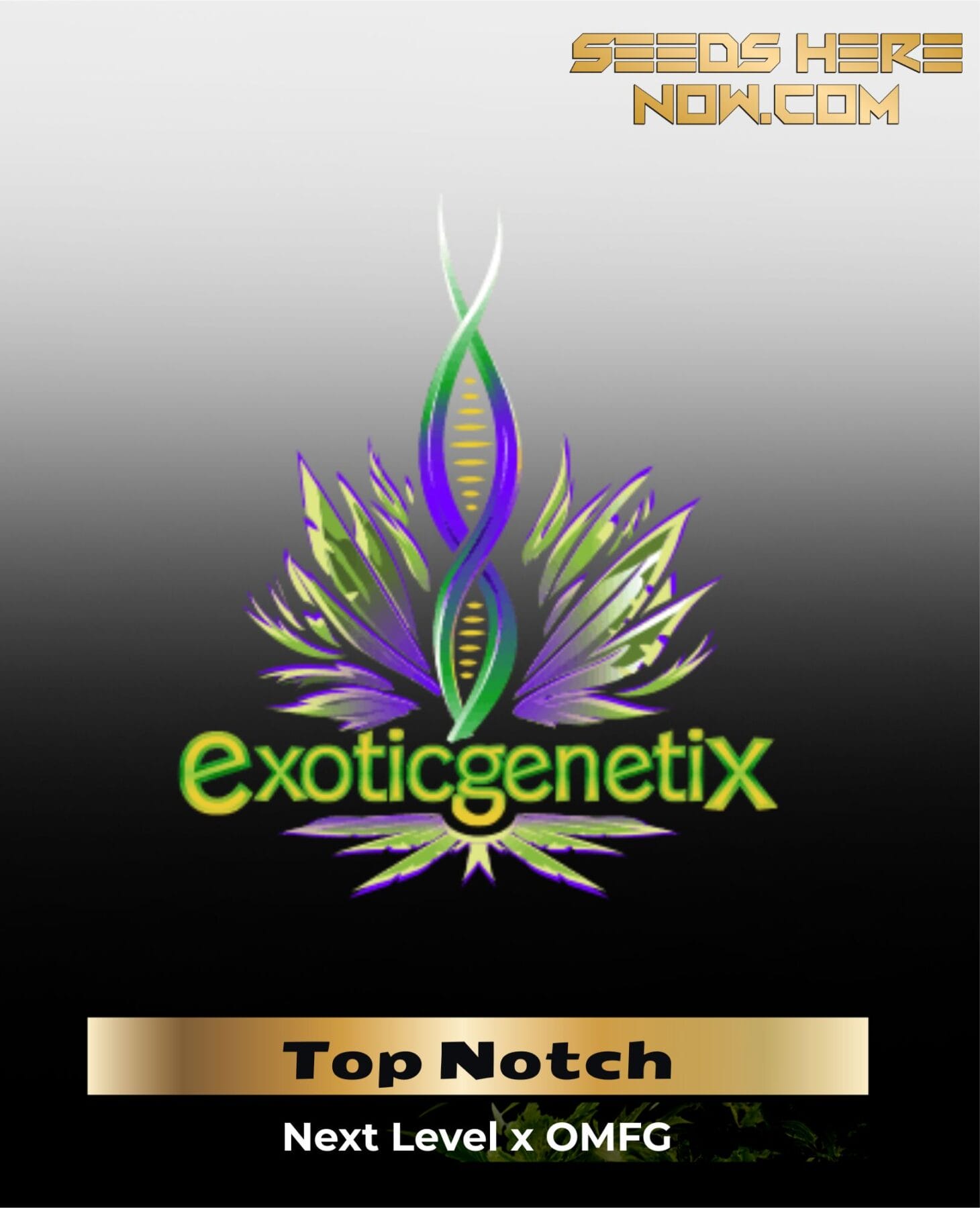 Top Notch (Feminized) - Exotic Genetix