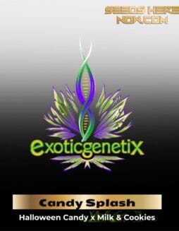 Candy Splash (Feminized ) – Exotic Genetix