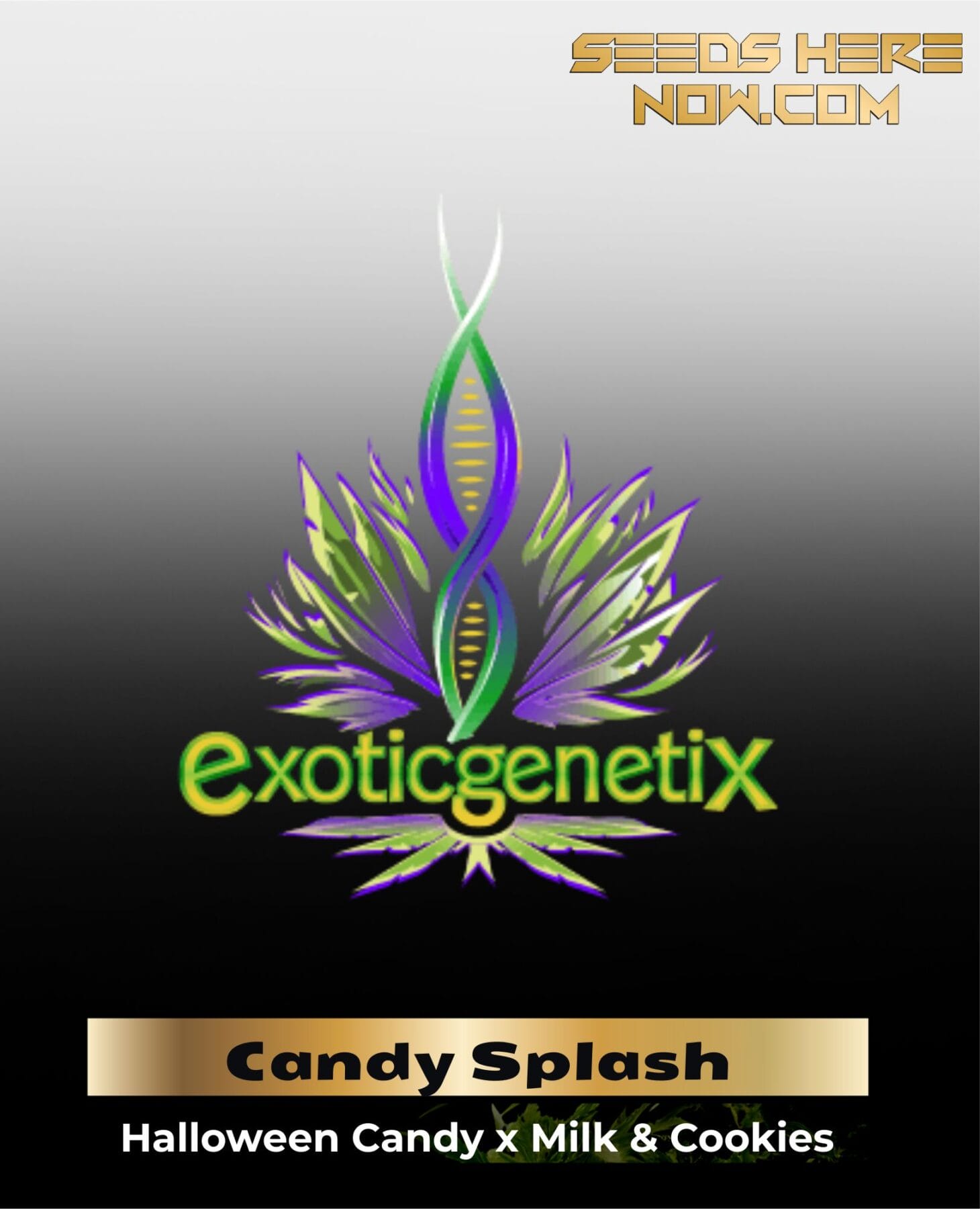 Candy Splash (Feminized ) – Exotic Genetix
