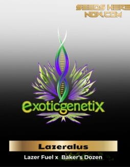 Lazeralus (Feminized ) – Exotic Genetix