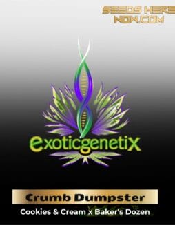 Crumb Dumpster (Feminized ) – Exotic Genetix