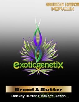 Bread & Butter (Feminized) – Exotic Genetix