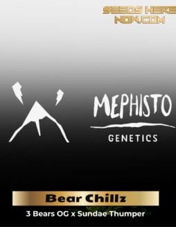 Bear Chillz (Autoflower) – Mephisto Genetics
