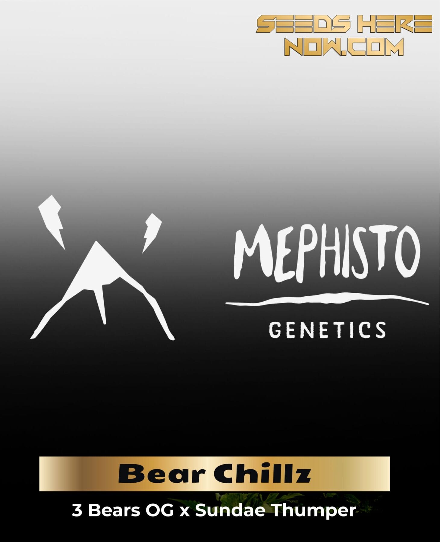 Bear Chillz (Autoflower) – Mephisto Genetics