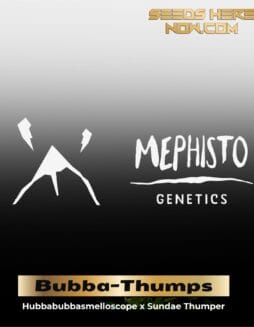 Bubba(space)Thumps (Autoflower) – Mephisto Genetics