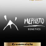 Creamzicle (Autoflower) – Mephisto Genetics