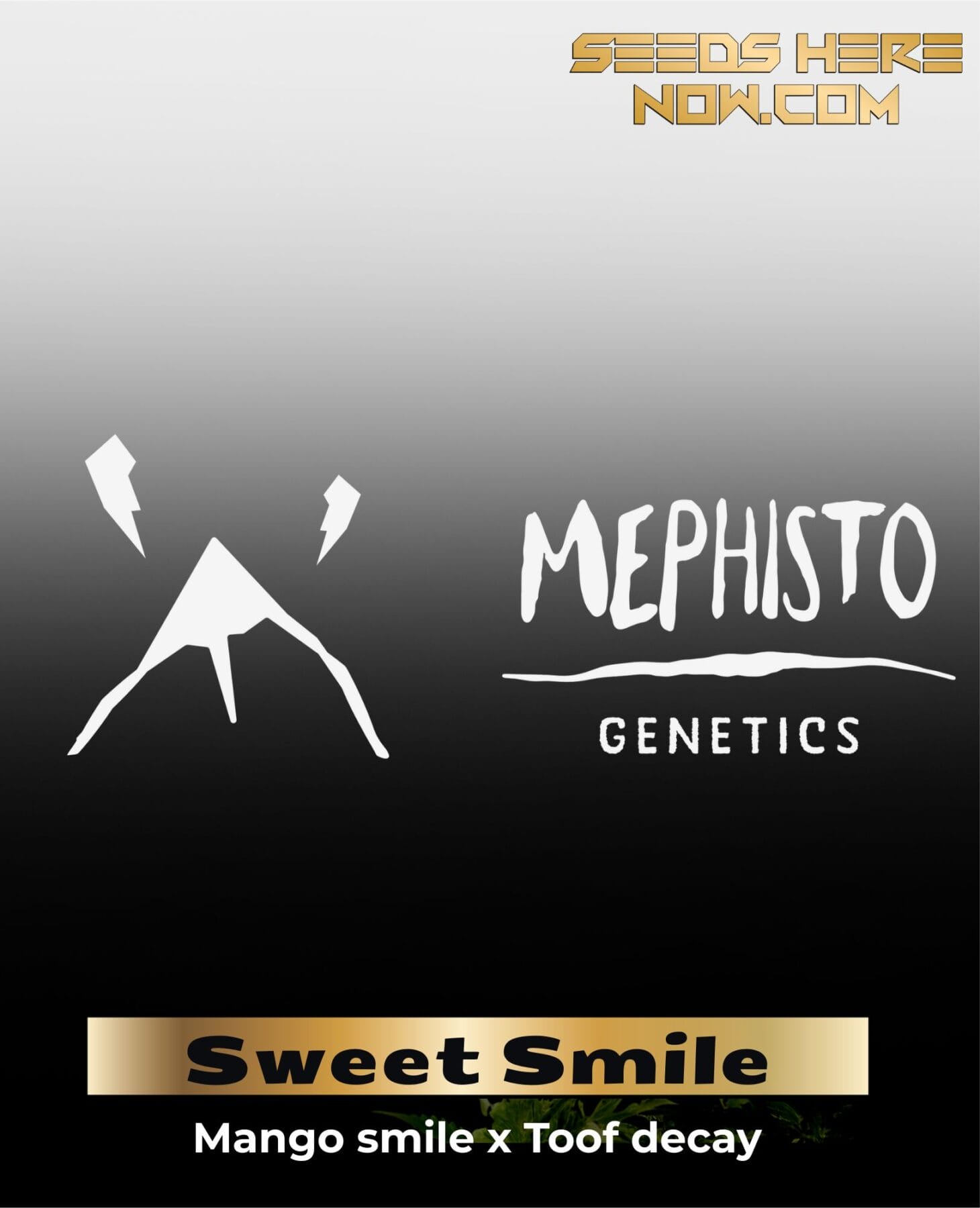 ILL#62 - Sweet Smile (Autoflower) – Mephisto Genetics