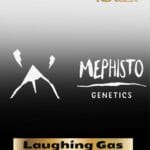 ILL#63 - Laughing Gas (Autoflower) – Mephisto Genetics
