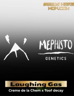 ILL#63 (space) Laughing Gas (Autoflower) – Mephisto Genetics