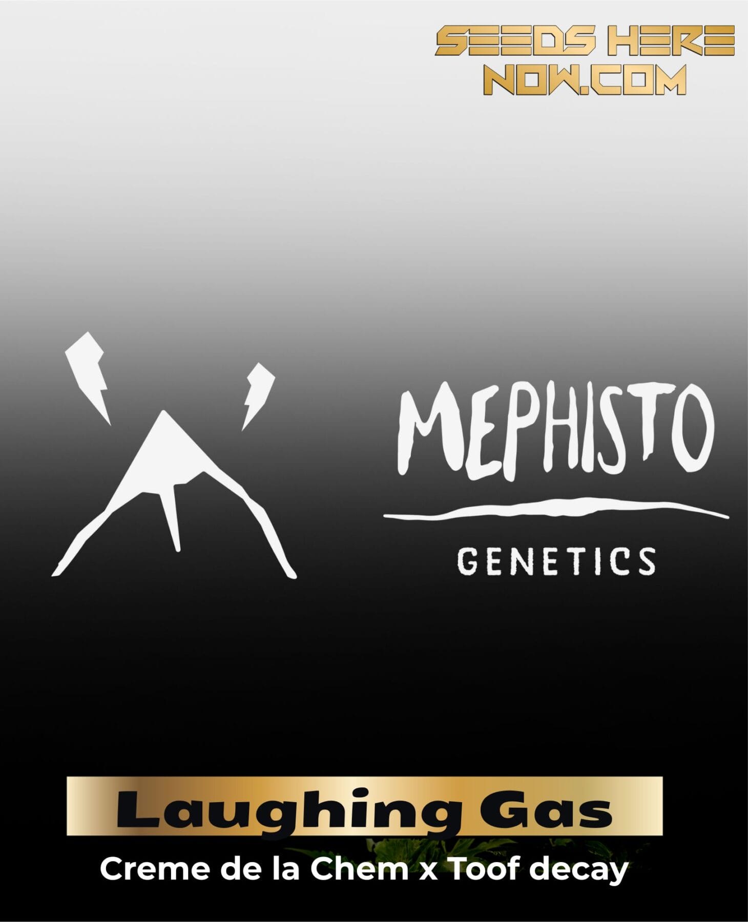 ILL#63 - Laughing Gas (Autoflower) – Mephisto Genetics