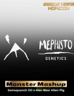 ILL#65 (space) Monster Mashup (Autoflower) – Mephisto Genetics