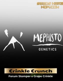 ILL#72 (space) Crinkle Crunch (Autoflower) – Mephisto Genetics