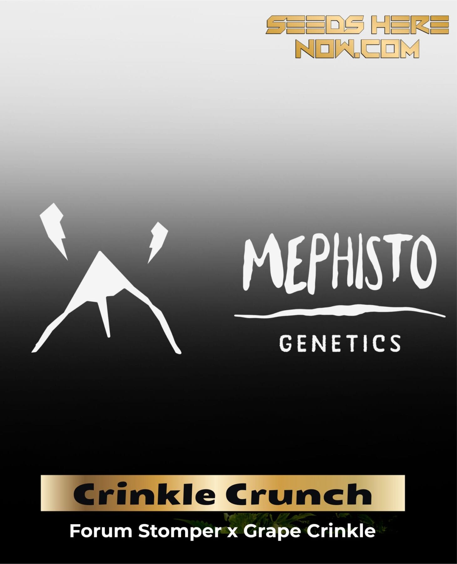 ILL#72 - Crinkle Crunch (Autoflower) – Mephisto Genetics