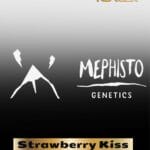 ILL#80 - Strawberry Kiss (Autoflower) – Mephisto Genetics