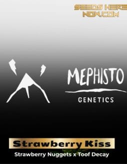ILL#80 (space) Strawberry Kiss (Autoflower) – Mephisto Genetics
