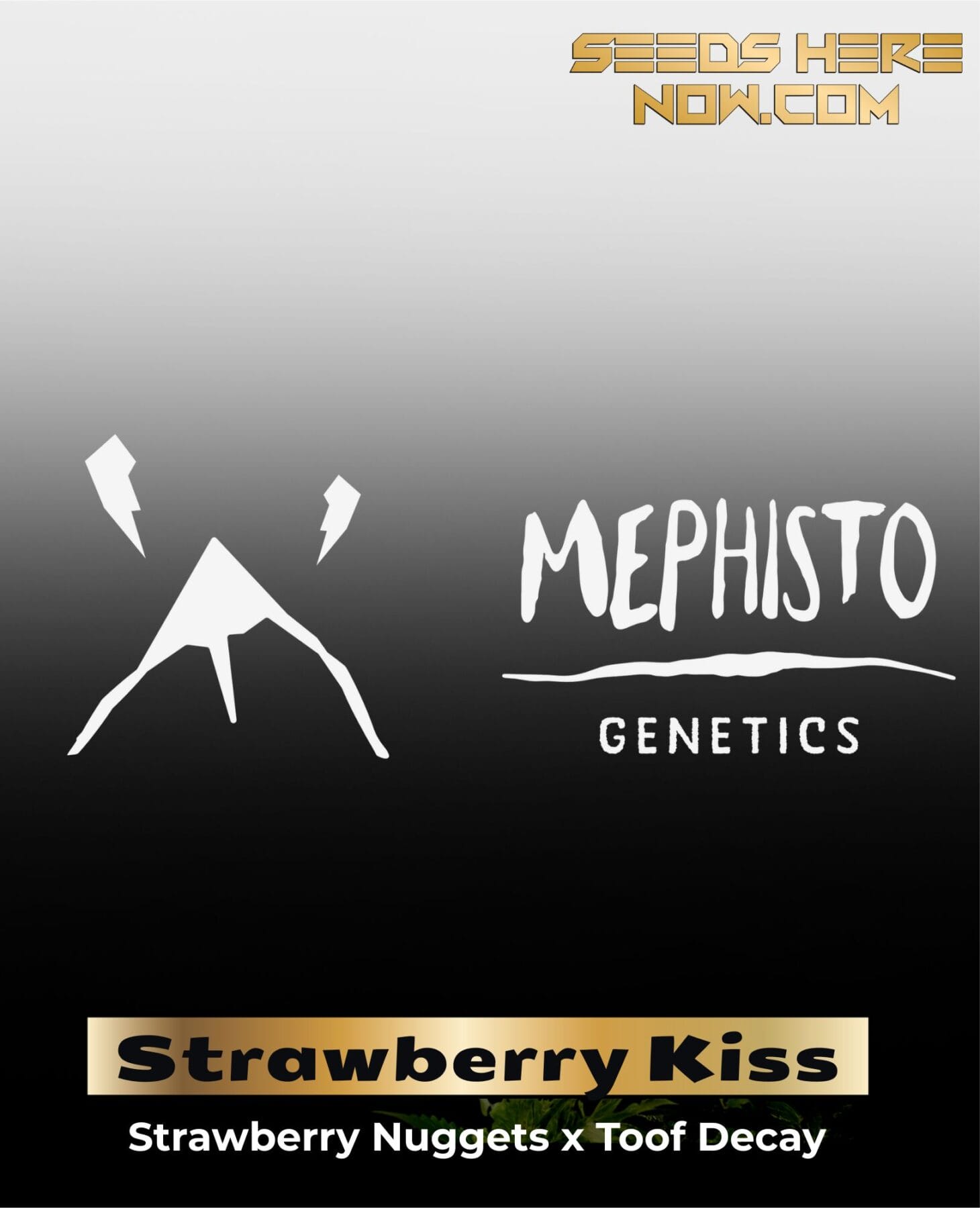 ILL#80 - Strawberry Kiss (Autoflower) – Mephisto Genetics