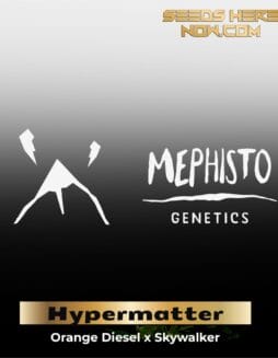 ILL#82 (space) Hypermatter (Autoflower) – Mephisto Genetics