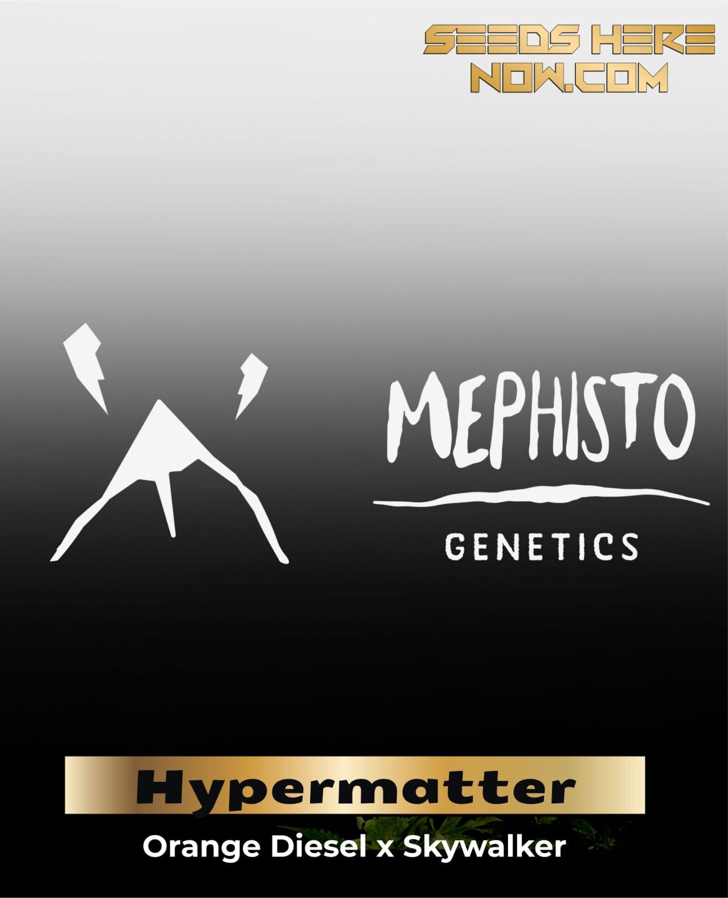 ILL#82 - Hypermatter (Autoflower) – Mephisto Genetics