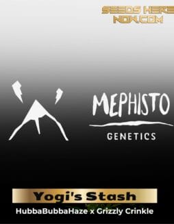 ILL#85 (space) Yogi's Stash (Autoflower) – Mephisto Genetics