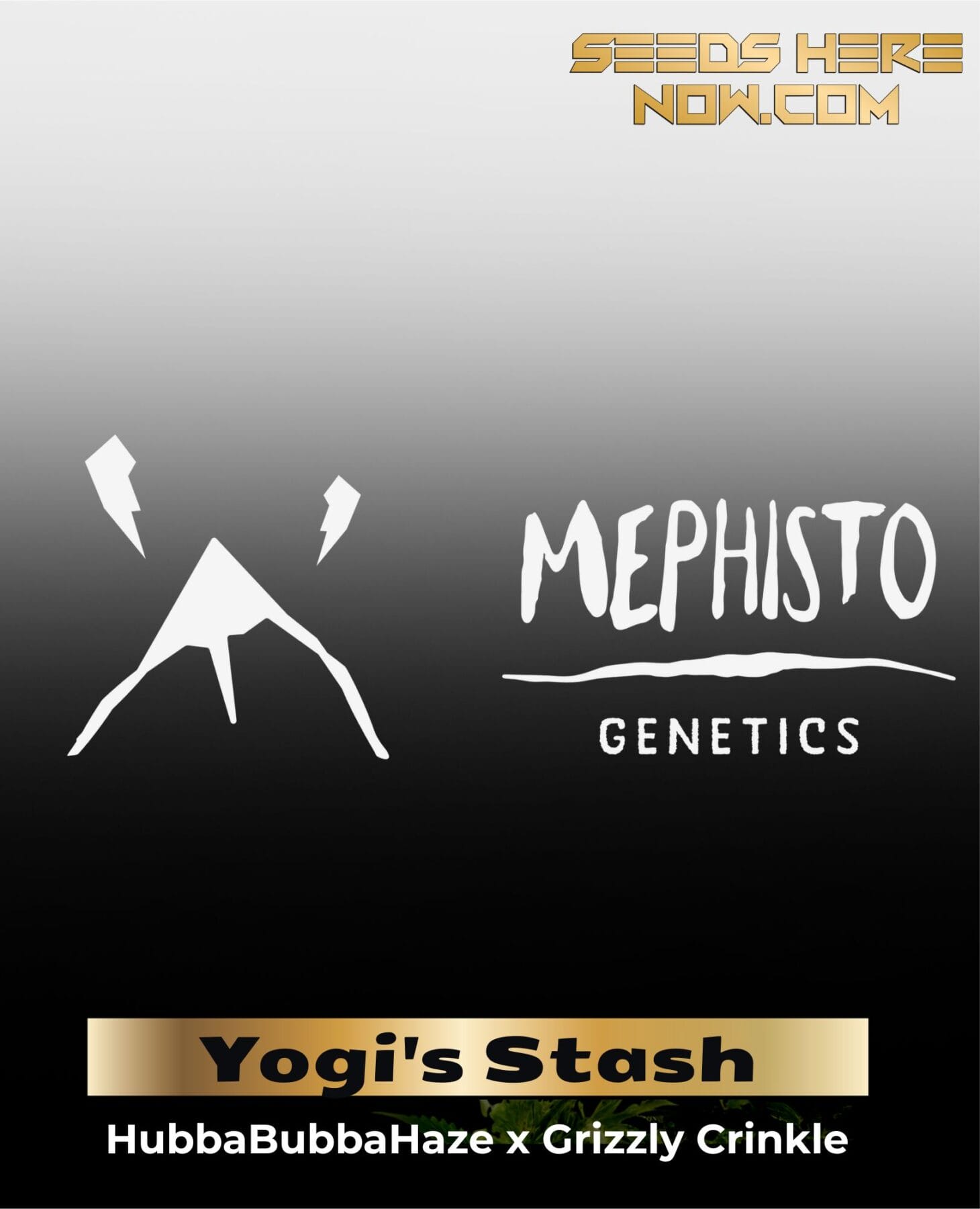 ILL#85 - Yogi's Stash (Autoflower) – Mephisto Genetics