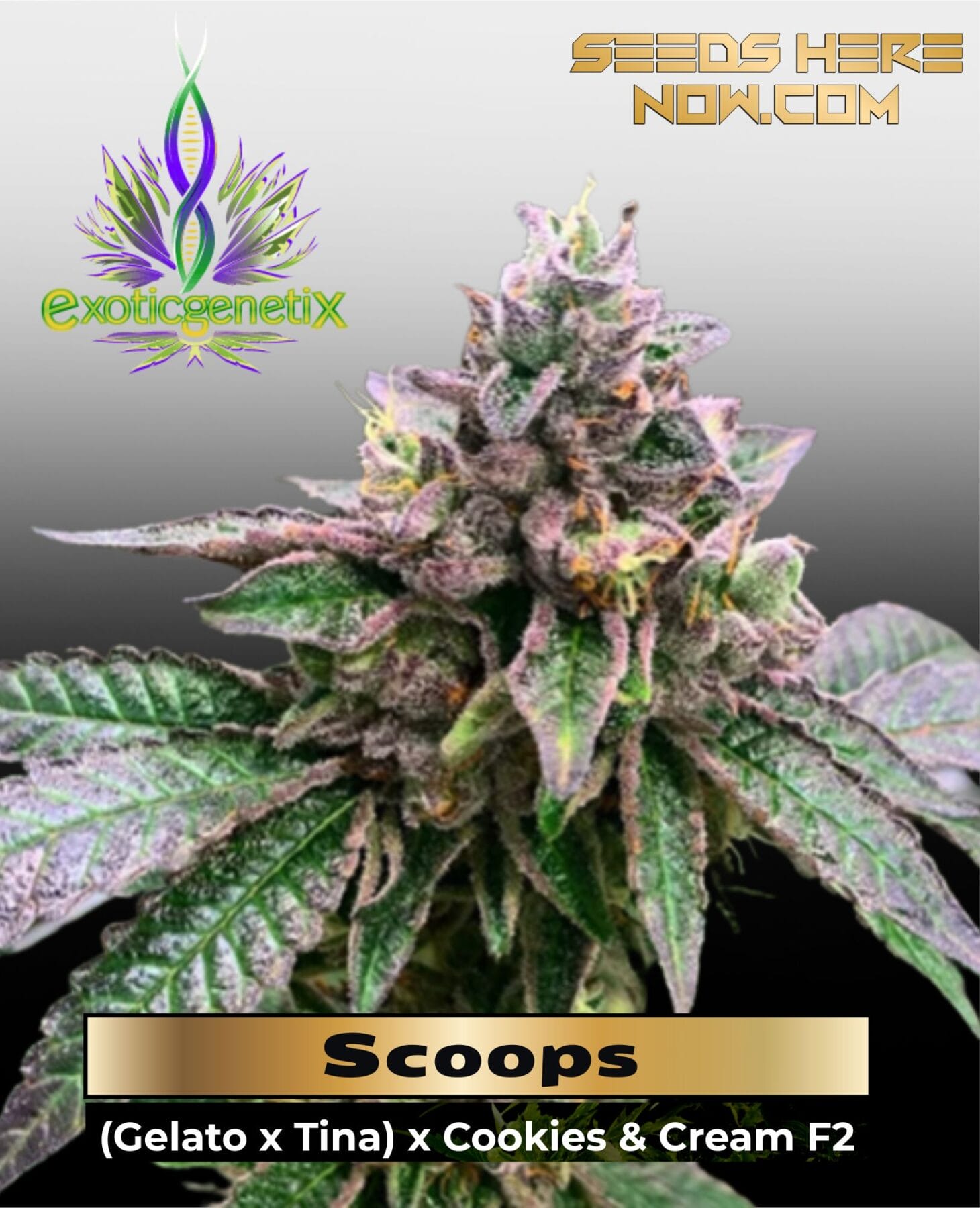 Clone-Card-2025-11-13T122824.