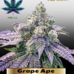Grape Ape (Feminized) - Pure XX