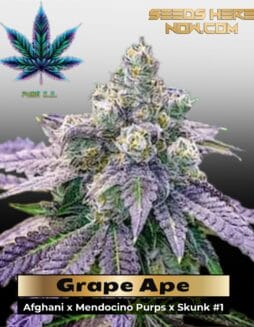 Grape Ape (Feminized) (space) Pure XX