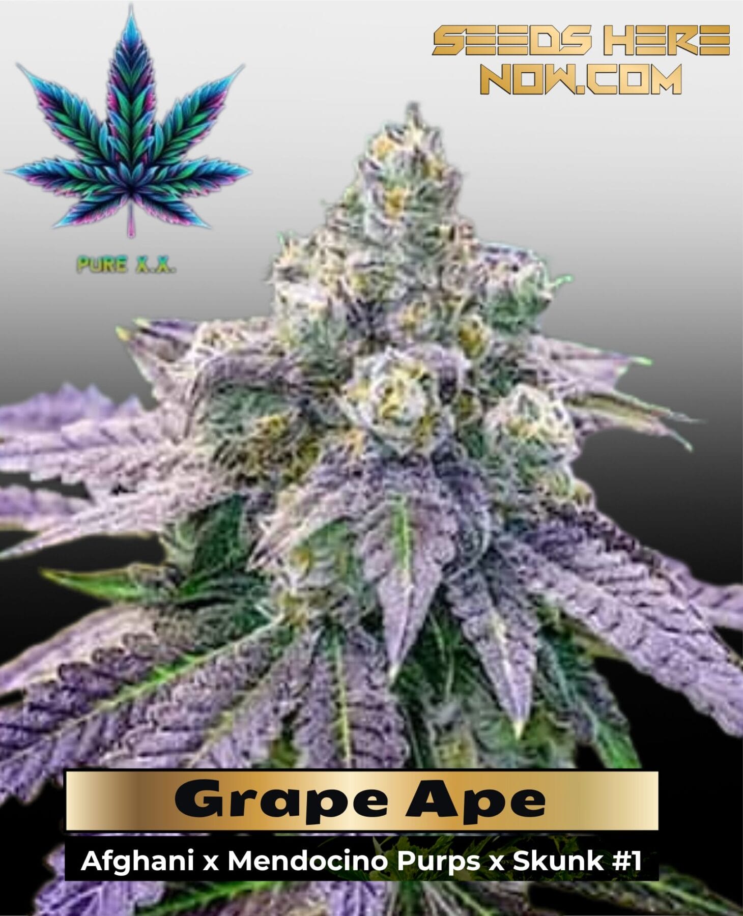 Grape Ape (Feminized) - Pure XX