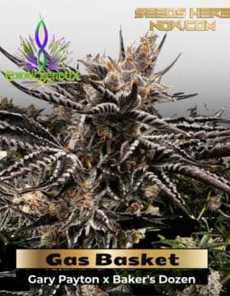 Gas Basket (Feminized) – Exotic Genetix