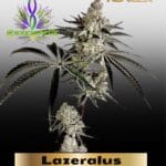 Lazeralus (Feminized ) – Exotic Genetix