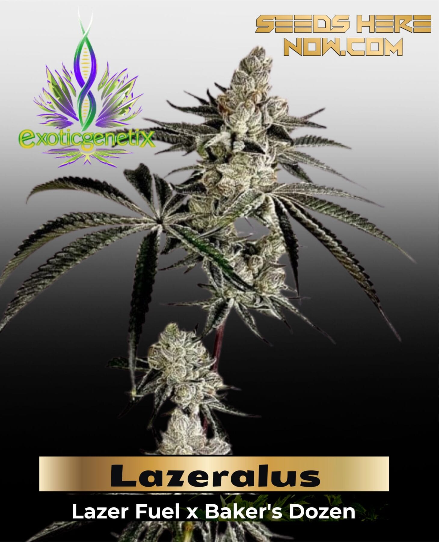 Lazeralus (Feminized ) – Exotic Genetix