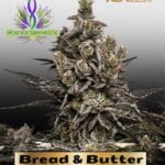 Bread & Butter (Feminized) – Exotic Genetix