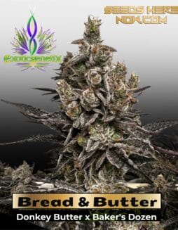 Bread & Butter (Feminized) – Exotic Genetix
