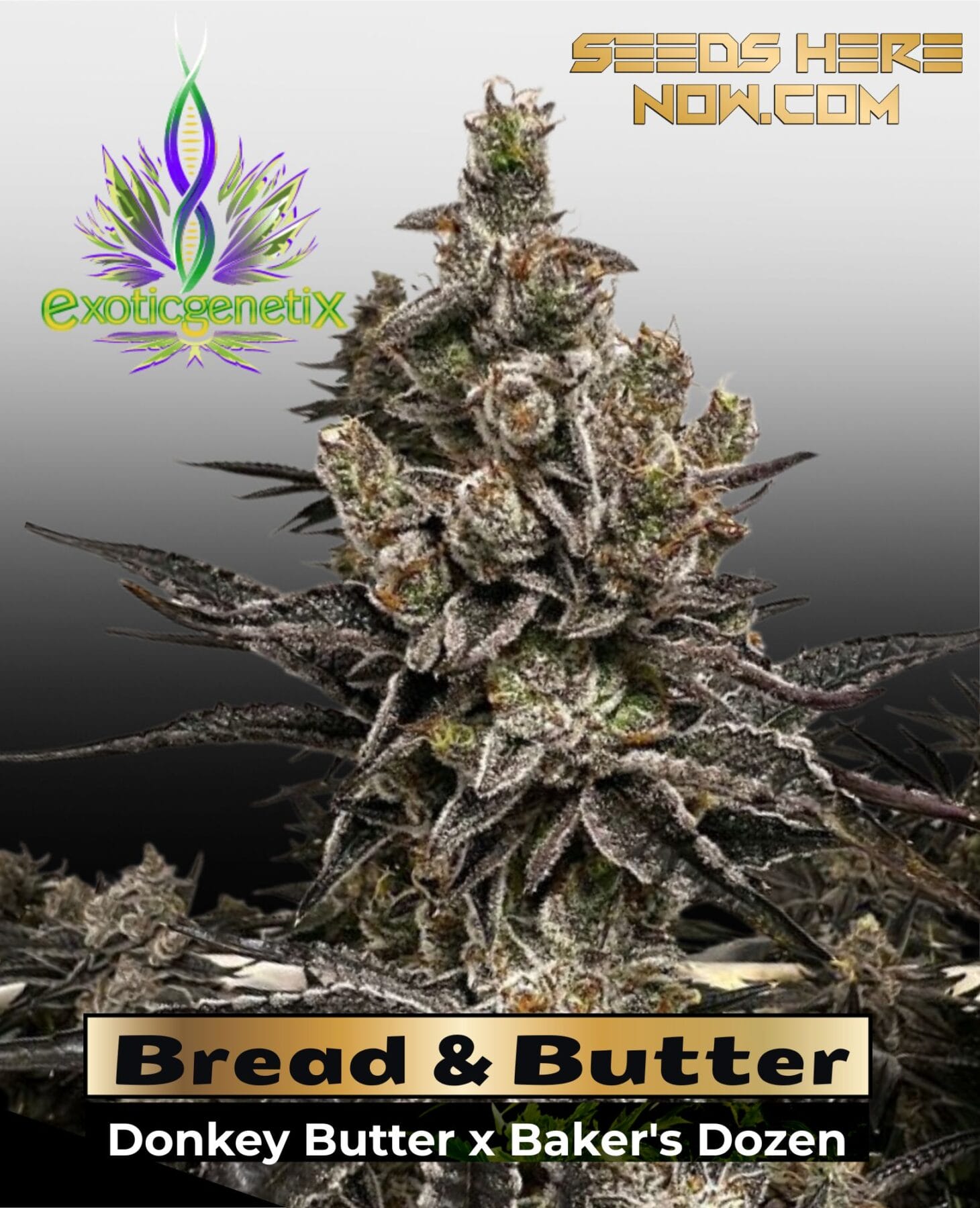 ひろとも様 ランツ 1ml &パープルクッシュ3g Purple City Genetics