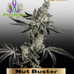 Nut Buster (Feminized ) – Exotic Genetix