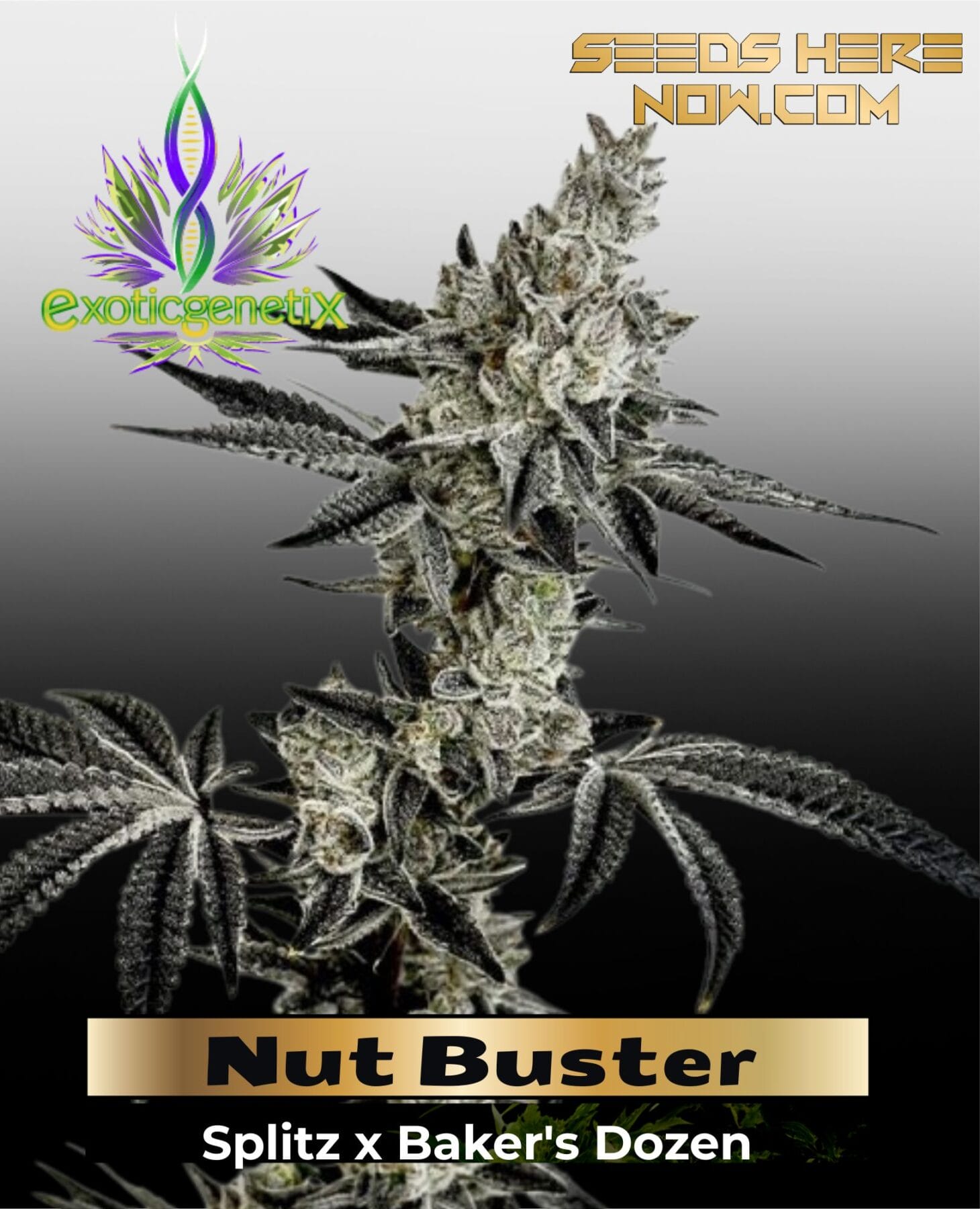 Nut Buster (Feminized ) – Exotic Genetix