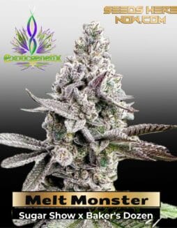 Melt Monster (Feminized) – Exotic Genetix