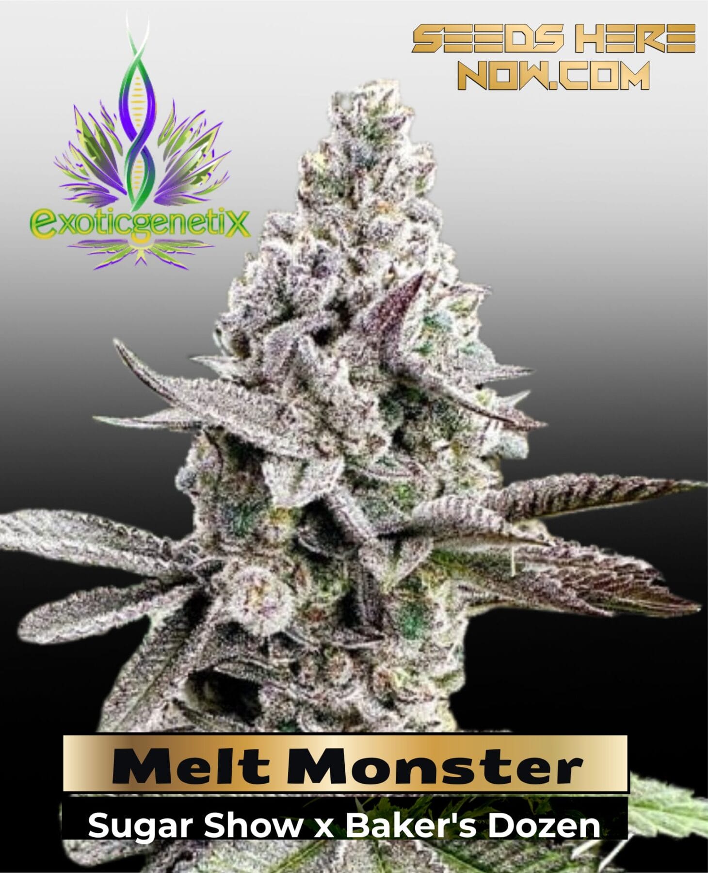 Melt Monster (Feminized) – Exotic Genetix
