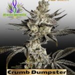 Crumb Dumpster (Feminized ) – Exotic Genetix