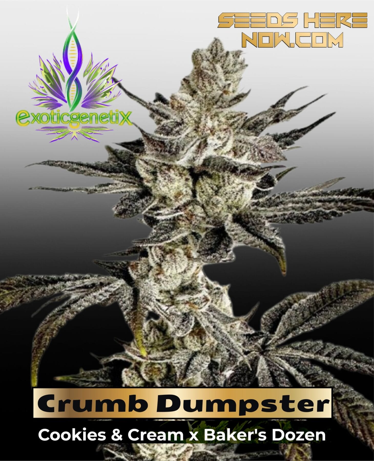 Crumb Dumpster (Feminized ) – Exotic Genetix