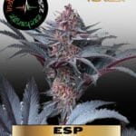 ESP (Extra Sensory Perception) Regular Seeds – Indian Landrace Exchange